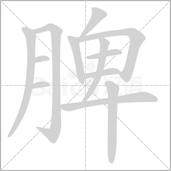 脾的筆順動(dòng)畫演示